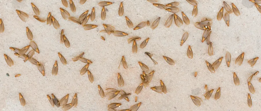 A Closeup of a Termite Swarm