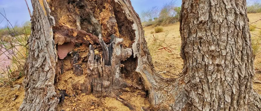 Old tree trunk in the Pacific Northwest hollowed out by termites, with termite damage