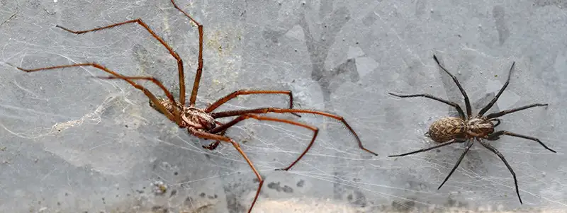 Two species of spiders in Spokane WA area home prior to spraying for spiders