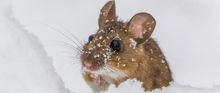 A small brown mouse outdoors in snow. Winter rodent control from Eden Advanced Pest Technologies can prevent rodent infestation.