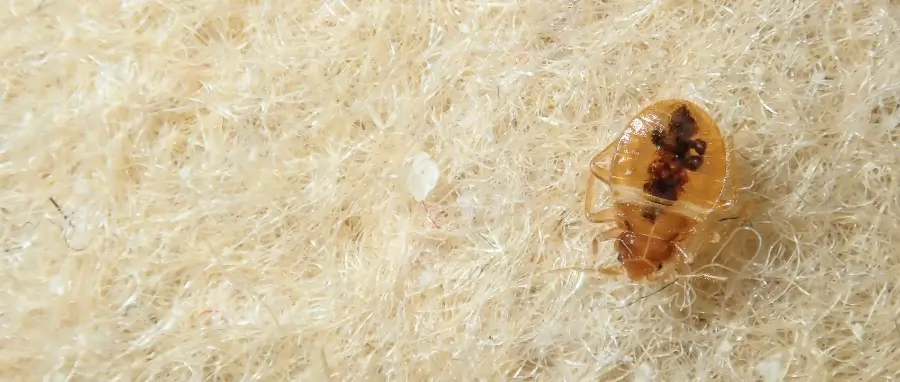 Closeup of a bed bug in the upholstery of the sofa