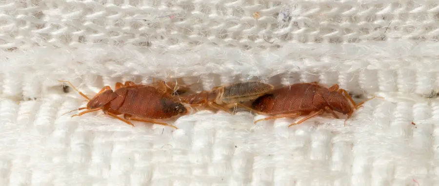 Several bed bugs crammed in a mattress crease before bed bug treatments from Eden Advanced Pest Technologies.